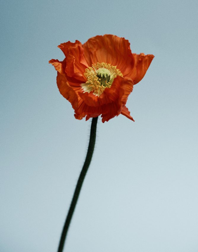 colour photograph of a poppy