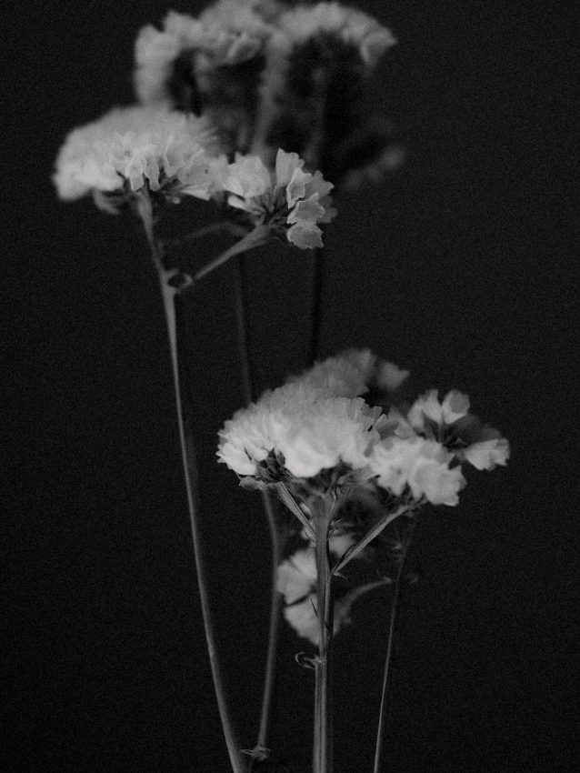 Black and white art photograph of dried flowers